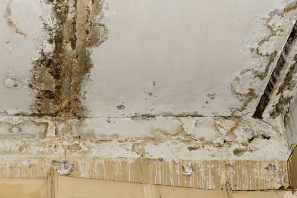  Fort Oglethorpe, GA Mold Removal Pros