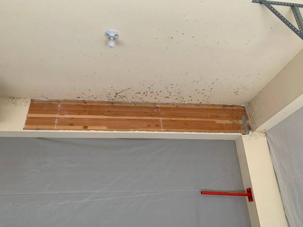 Best Mold-Related Health Consultation  in Fort Oglethorpe, GA