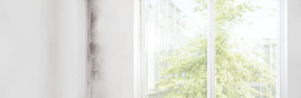 Best Environmental Consulting for Mold Prevention  in Fort Oglethorpe, GA