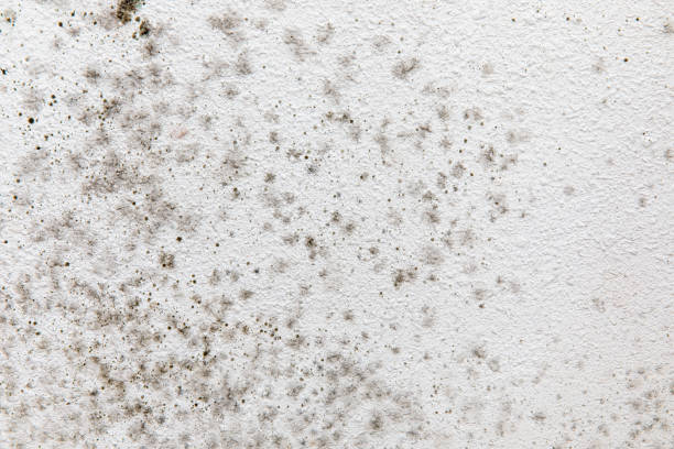 Best Mold Remediation for Healthcare Facilities  in Fort Oglethorpe, GA
