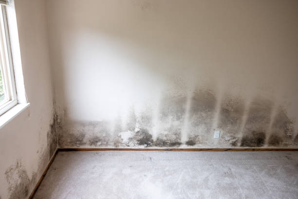 Best Forensic Mold Investigation  in Fort Oglethorpe, GA