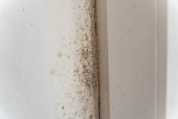 Best Real Estate Mold Inspection  in Fort Oglethorpe, GA