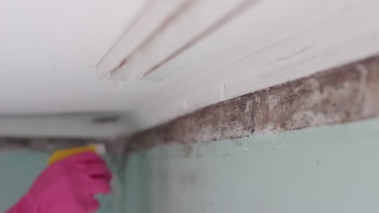 Best Environmental Consulting for Mold Prevention  in Fort Oglethorpe, GA